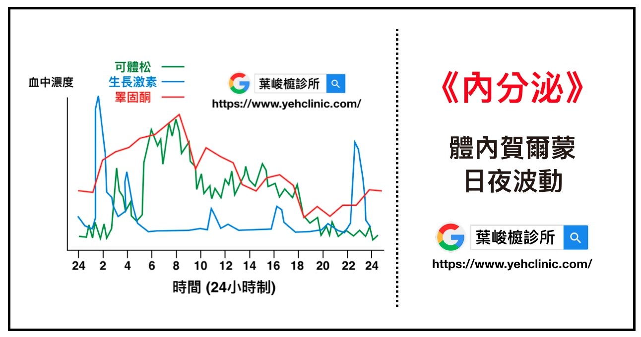 《內分泌》體內賀爾蒙的日夜波動